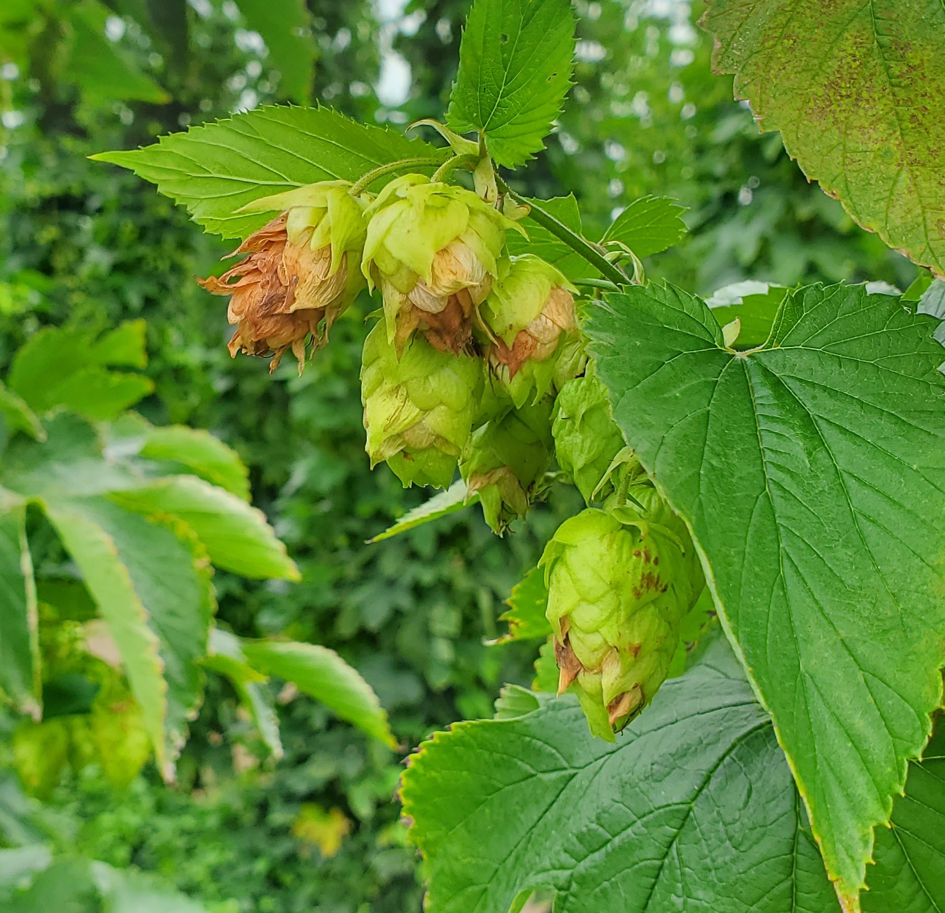 Hop cone damage.